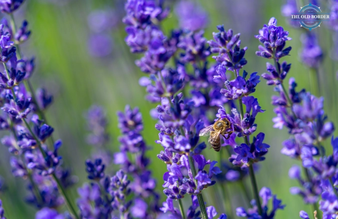 The Old Border Vama Veche