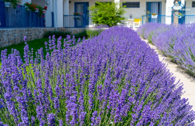 The Old Border Vama Veche